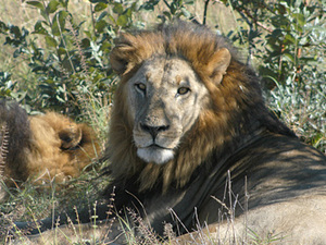 Chobe Nationaal park - leeuwen
