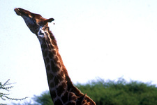 Kruger NP - giraffe