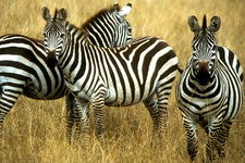 Kruger NP - Burchell Zebra