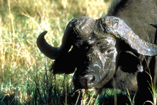Kruger NP - Afrikaanse buffel