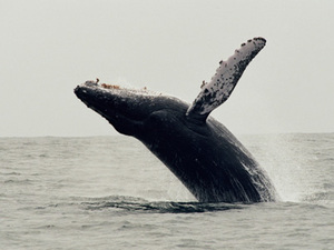 Puerto Lopez – walvissen voor de kust