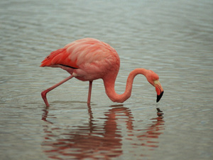 Galapagos - flamingo's