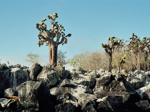Galapagos – cactussen