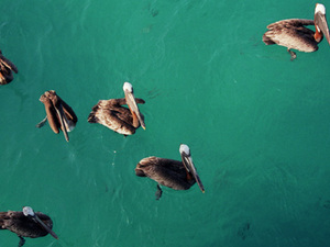 Galapagos – pelikanen