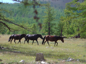 Onderweg - wilde paarden