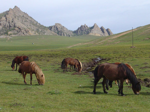 Landschap met paarden