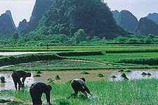 Yangshuo - rijstverbouw