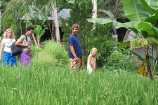 Pangandaran - wandeling over de rijstvelden