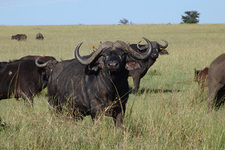 Masai Mara, Buffel