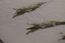 Quepos - La Fortuna - krokodillenbrug