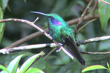 Montverde - kolibri