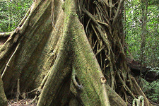 Monteverde - woudreus