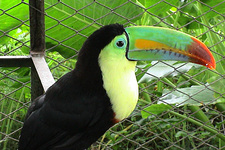 Monteverde - vogelopvang