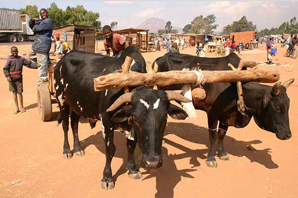 Rondreis Zuid-Afrika & Eswatini, 29 dagen – afbeelding 2