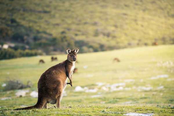 Rondreis AustraliÃ« met Kangaroo Island, 28 dagen – afbeelding 2