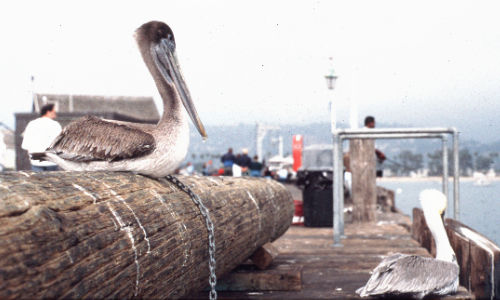 Santan Barbara - pelikanen