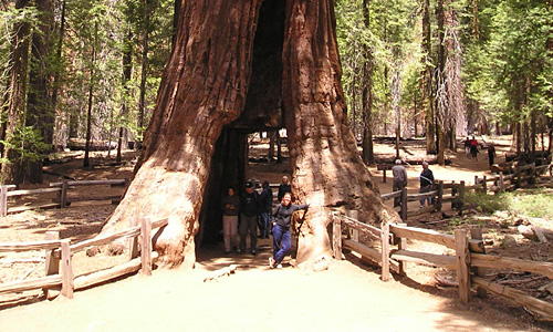 Yosemite - sequoia