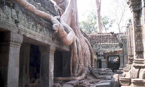 Angkor - Ta Phnom, boomstam