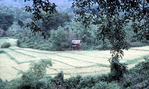 Onderweg - rijstvelden