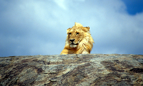 Samburu NP – leeuw