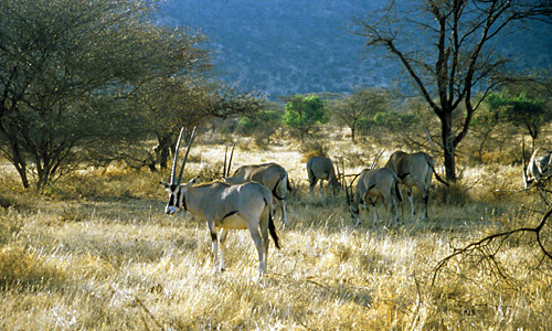 Samburu NP – oryxen