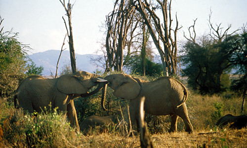 Samburu NP – olifanten