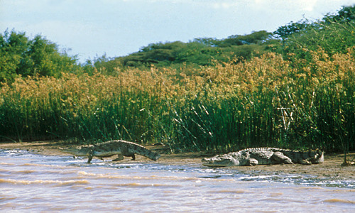 Lake Baringo - krokodillen