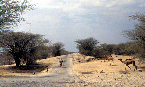 Lake Turkana – luga