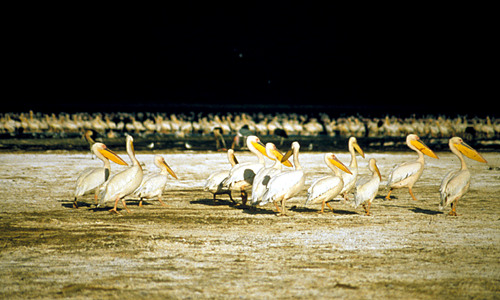 Lake Nakuru – witte pelikanen