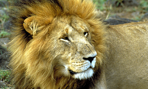 Masai Mara - leeuw