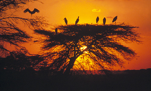 Masai Mara – zonsondergang