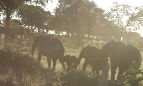 Chobe Nationaal park - olifanten