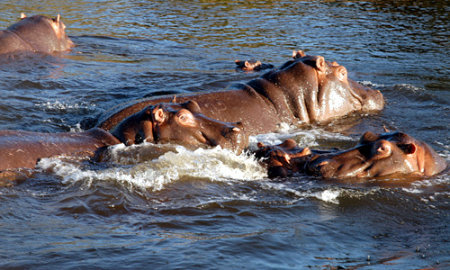 Chobe nationaal park - nijlpaarden
