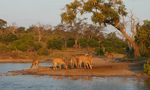 Chobe Nationaal park - rivercruise - kudu's