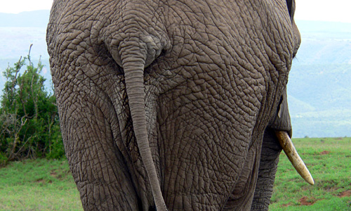 Addo Elephant nationaal park