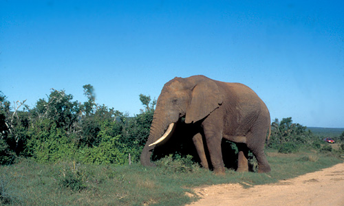 Kruger NP - Olifant