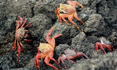 Galapagos - rode krabbetjes