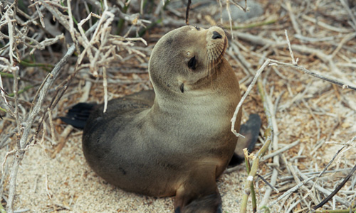 Galapagos – zeeleeuw