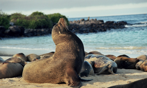 Galapagos – zeeleeuw beachmaster
