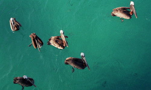 Galapagos – pelikanen