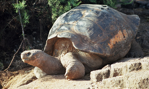 Galapagos – schildpad