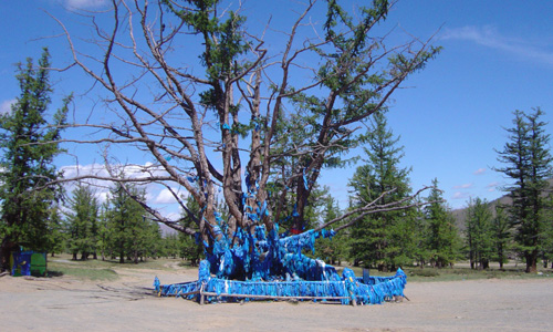 Heilige boom bij Ondor Ulaan