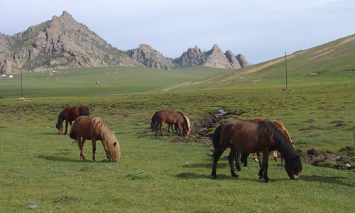 Landschap met paarden