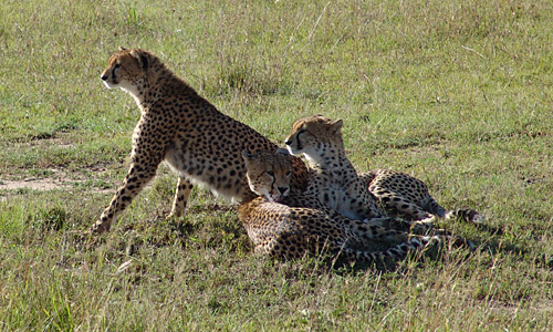 Shaba, cheetah familie