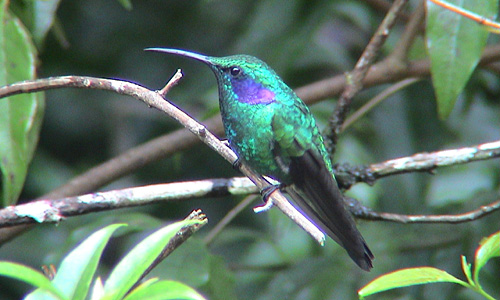 Montverde - kolibri