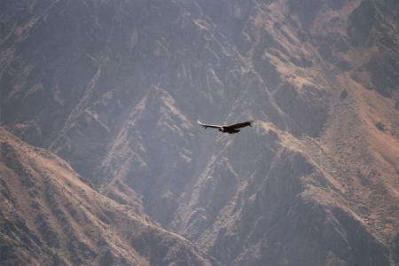 Een condor in de Colca Canyon