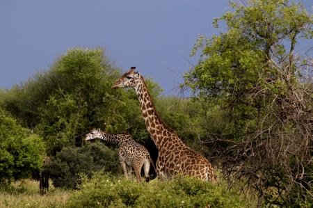 Shaba Nationaal Park – Giraffe