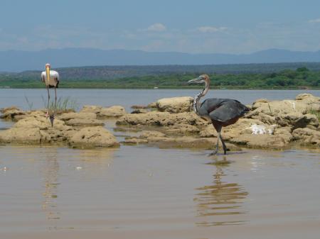 Lake Baringo - Vogels