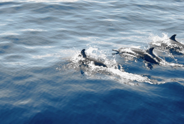 Flores Maumere Dolfijnen 