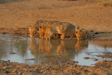 Drinkende leeuwinnen